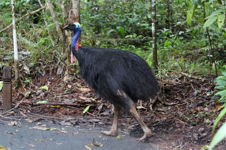 cassowary